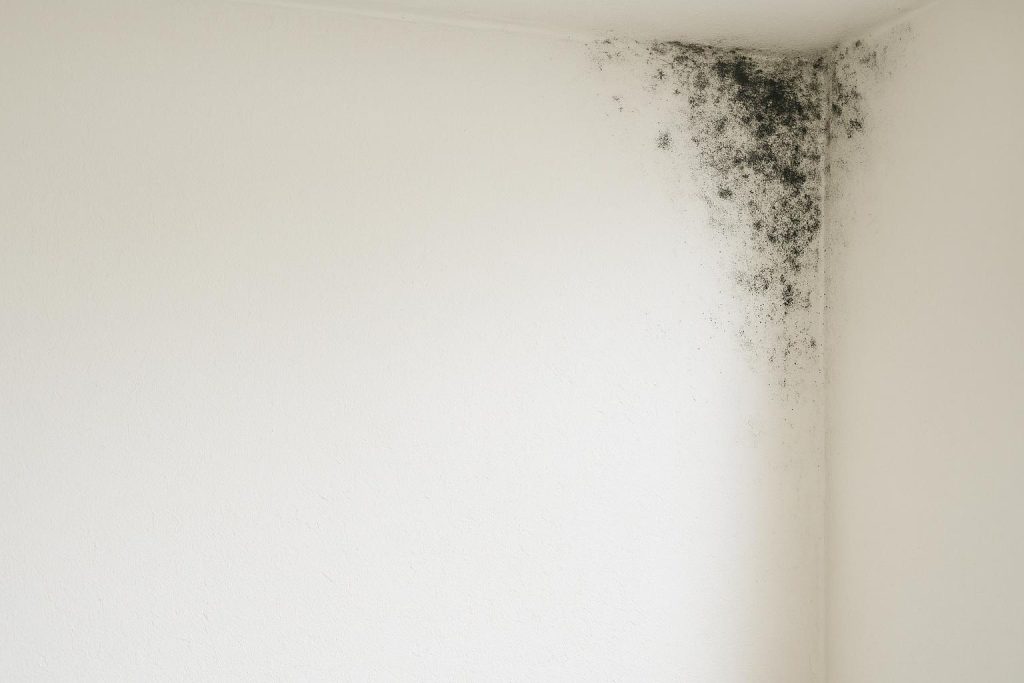 Close-up of black mold on a white wall for professional cleaning reference
