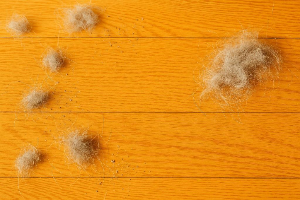 Close-up of pet hair and dust on a wooden floor, illustrating a common source of dander.